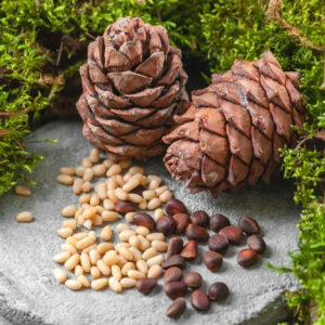 Pine Nuts
